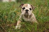 BULLDOG ANGLAIS 202